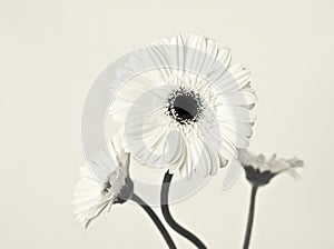 Three White Gerberas