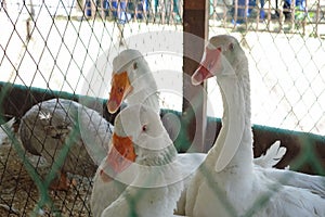 Three white goose in a cage