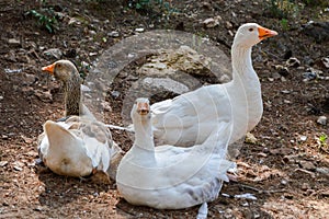 Three white gooses