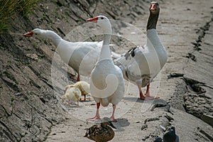 Three white and gray geese standing together