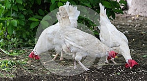 Three white hens peck the spilled grain photo