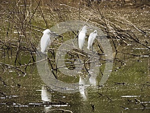 Three White Herons in a Western Colorado Wetlands