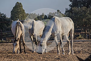 Three white horses