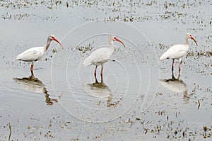 Three white ibis, Eudocimus albus, birds lined up