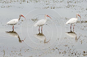 Three white ibis, Eudocimus albus, birds lined up photo