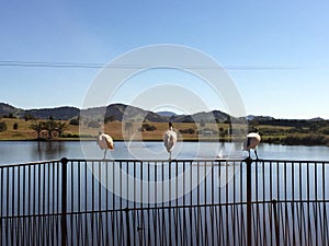 Three white ibis standing