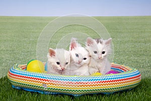 Three white kittens in a backyard pool