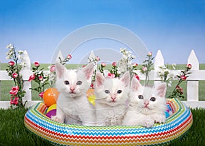 Three white kittens in a blow up pool in backyard flower garden