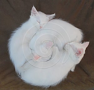 Three White Kittens on Brown Chair
