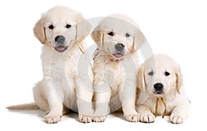 Three white Labrador puppy on white background