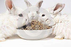 Three white little rabbits eat feed from a plate on a white background. Food for domestic and meat rabbits. Compound feed