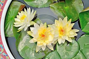 Three white lotus