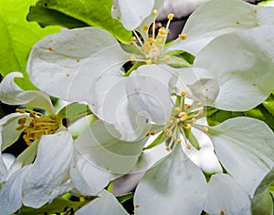 Three white magnolia blossoms in spring time