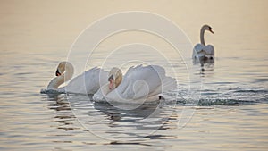 Three white mute swan Cygnus olor in lake Geneva, Lausanne, Switzerland.