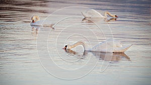 Three white mute swan Cygnus olor in lake Geneva, Lausanne, Switzerland.