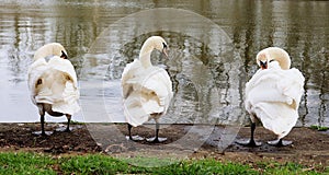 Three white mute swans in a row at the water's edge.