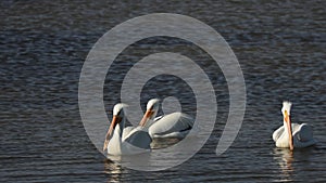 Three White Pelicans Elegantly Swimming