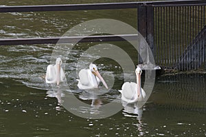 Three White Pelicans Swimming