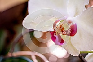 Three white phalaenopsis orchids in the garden.