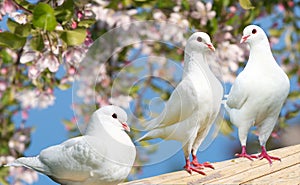 Three white pigeon on flowering background