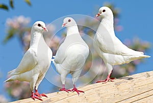 Three white pigeon on flowering background