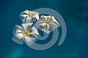 three white plumeria flowers in blue water makro photo