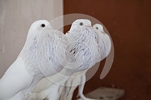 Three white pouter pigeon in dovecote