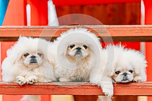 Three White Puppies Pekingese Pekinese Peke Whelps Puppy Dog