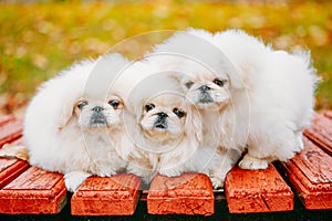 Three White Puppies Pekingese Pekinese Peke Whelps Puppy Dog photo