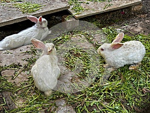 Three white rabbits are eating grass in a yard