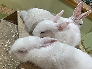 Three white rabbits in a paddock on a farm. Animals with long ears bask against each other. Pets in a warm room.