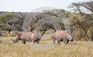 Three White Rhino