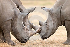 Three White Rhino's locking horns
