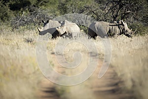 Three white Rhino`s in the wild of Namibia. All with horns. Horizontal image.
