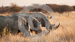 Three White rhinoceros hide behind grass - Ceratotherium simum