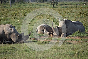 Three White Rhinos on the African Savanna