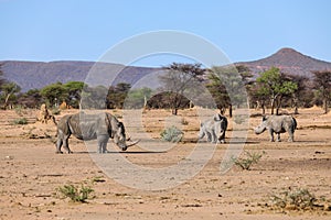 Three white rhinos grazing in Namibia