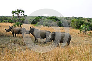 Three white rhinos at Phinda Private Game Reserve, South Africa