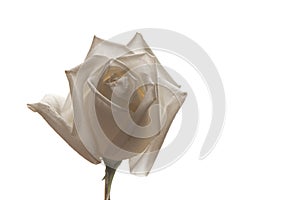 Three white rose buds on isolated background closeup