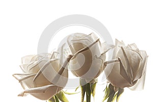 Three white rose buds on isolated background closeup