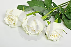 Three white roses