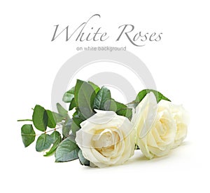 Three white roses
