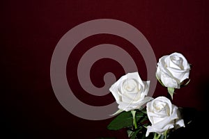 Tres blanco rosas 