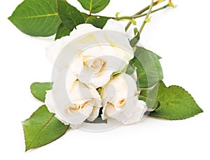 Three white roses.