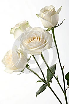 Three white roses on white background