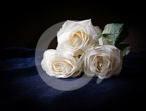 Three white roses in a black background