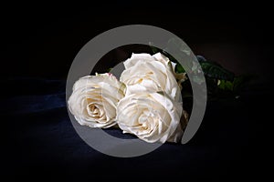 Three white roses in a black background