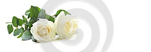 Three white roses isolated on white
