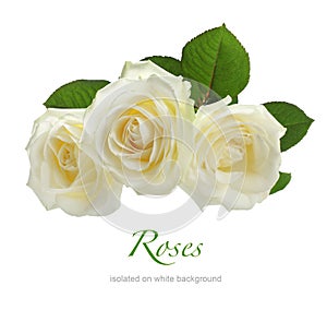 Three white roses isolated on white