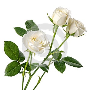 Three White Roses with Leaf Isolated on White Background